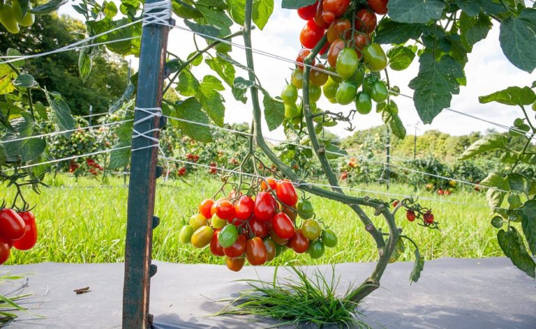 Як правильно садити, вирощувати та доглядати помідори