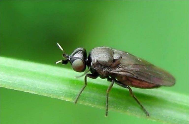 Вівсяна (ячмінна) шведська муха – ознаки появи, методи боротьби