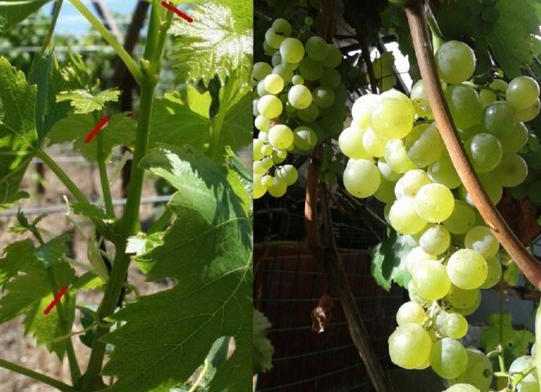 Догляд за виноградом у вересні. Визрівання лози