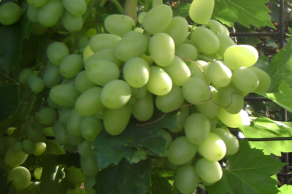 Сорт винограду "Аркадія"