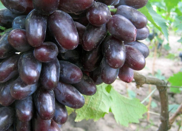 Сорт винограду «Байконур»