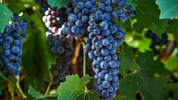 Сорт винограду "Каберне Совіньйон"
