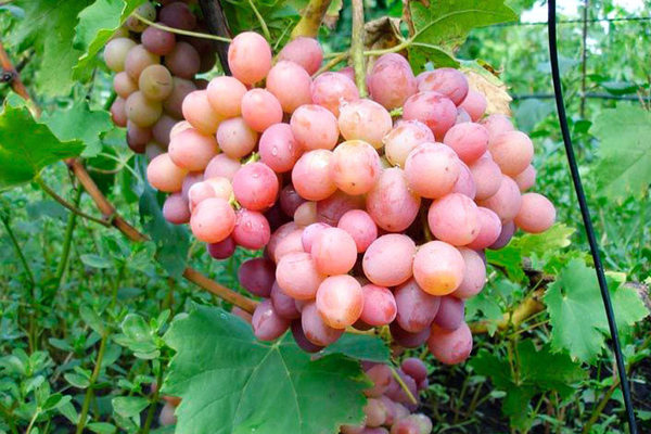 Сорт винограду «Лівія»
