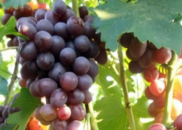 Сорт винограду «Низина»