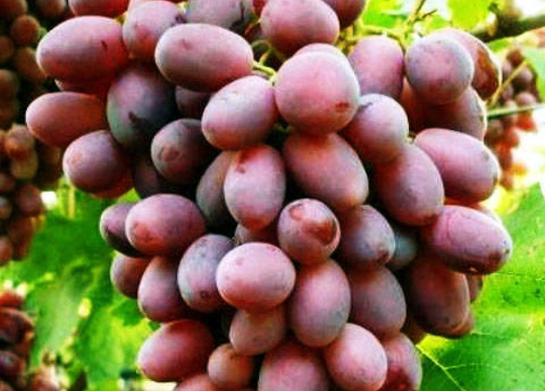 Сорт винограду «Різамат»