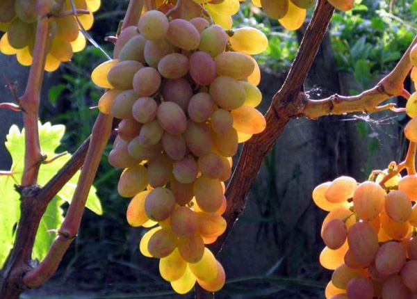 Сорт винограду «Румба»