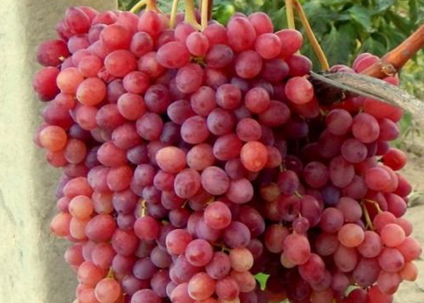 Сорт винограду «Велес»