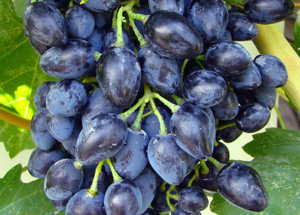 Сорт винограду «Вікінг»