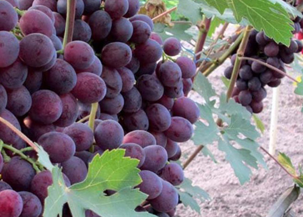 Сорт винограду «Заря Нєсвєтная»
