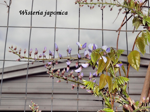 wisteria-japonica