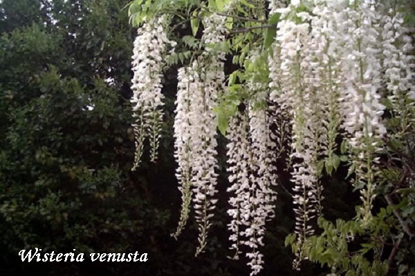 wisteria-venusta