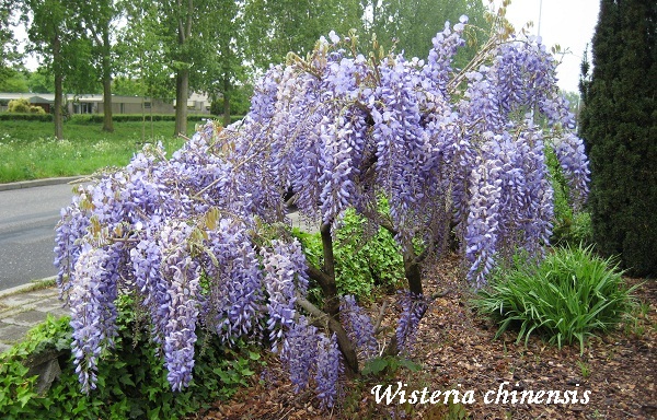 wisteria_chinensis