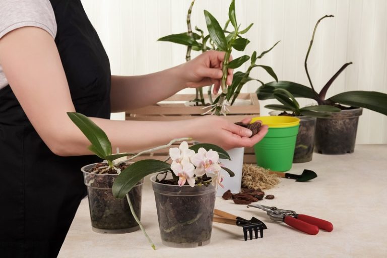 Як розмножувати і пересаджувати орхідею Дендробіум