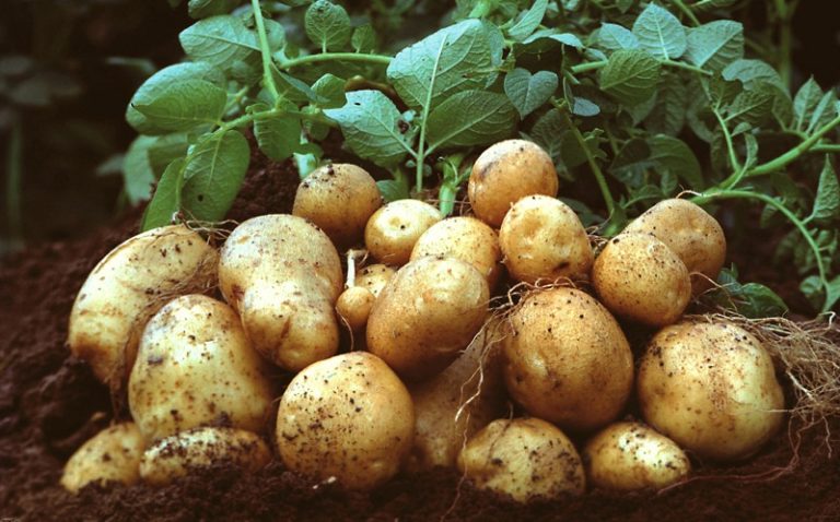 Коли садити картоплю, вирощування, догляд