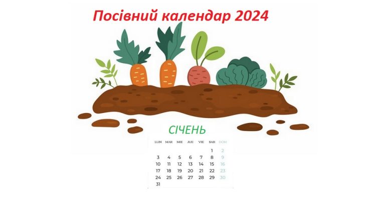 Посівний календар на січень 2024 року