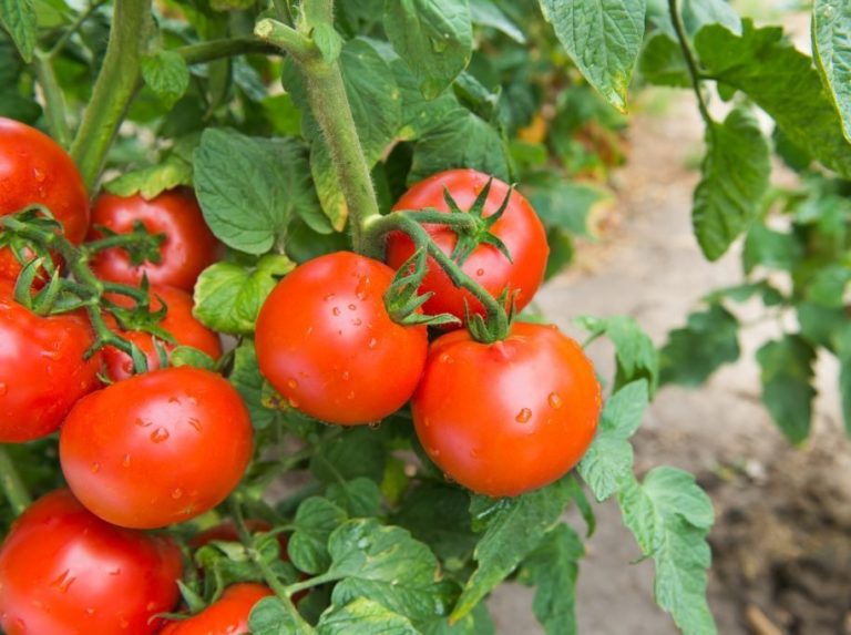 Формування середньорослих томатів