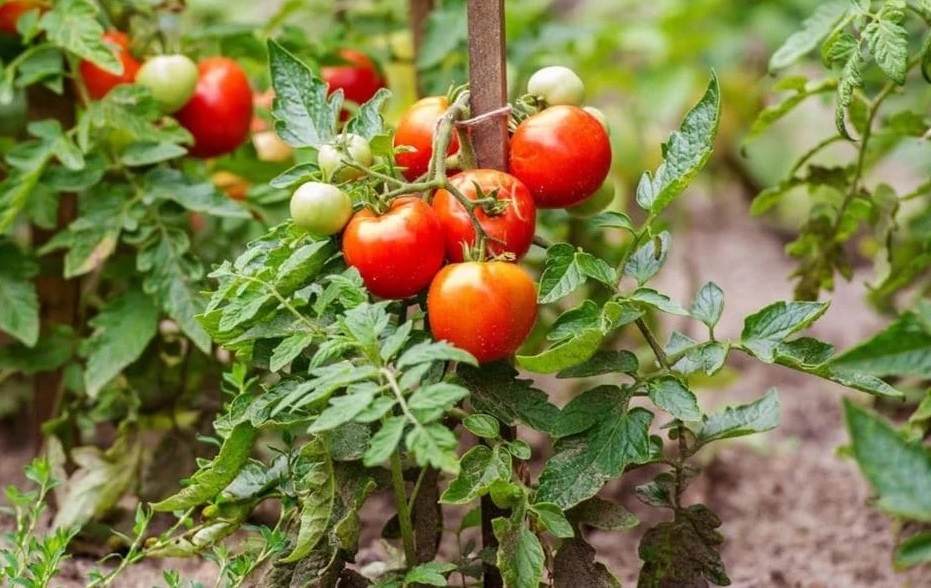 низькорослі томати фото