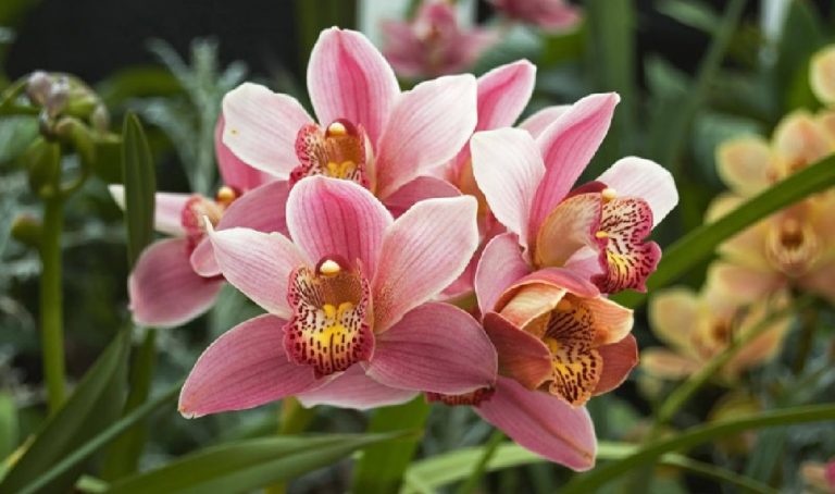 орхідея цимбідіум