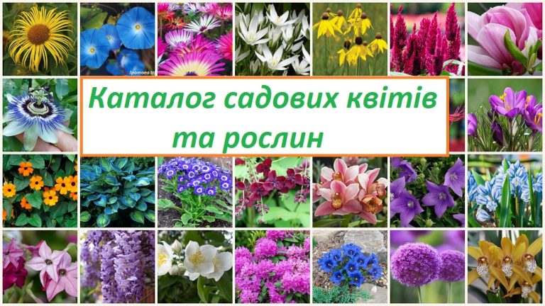каталог садових квітів та рослин