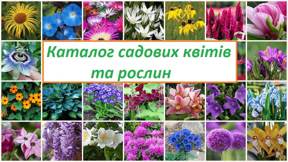 Каталог садових квітів та рослин