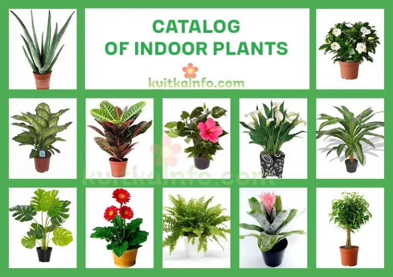 In our catalog you will find a list of popular indoor plants and flowers with photos.