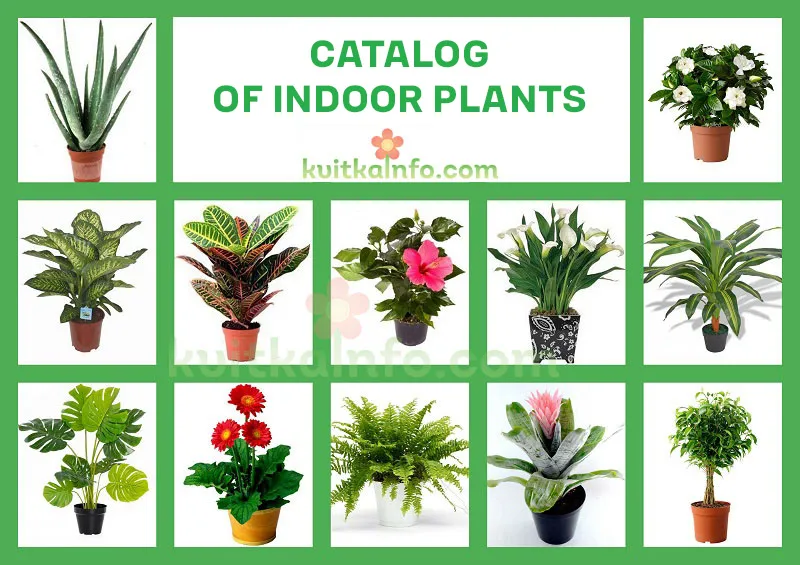 In our catalog you will find a list of popular indoor plants and flowers with photos.