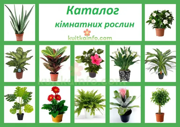 Каталог кімнатних рослин – назви і фото
