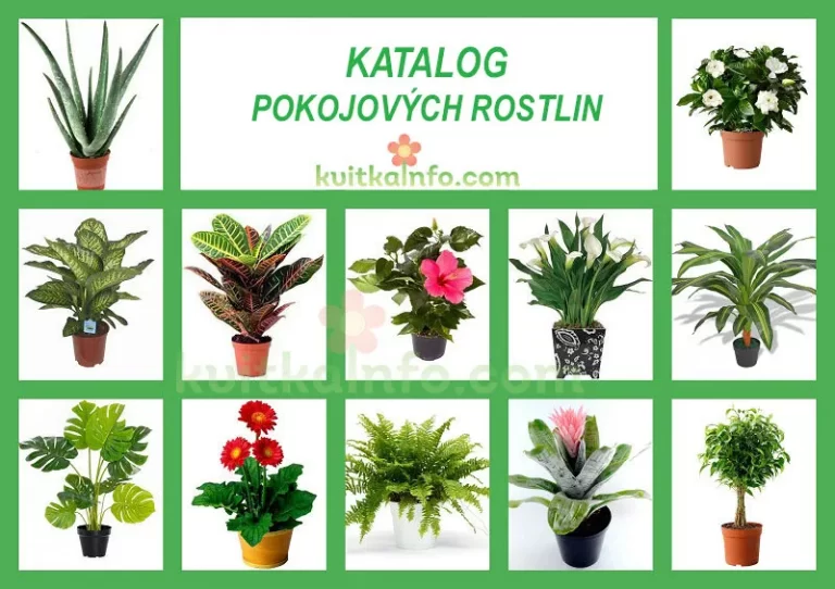 Katalog pokojových rostlin – názvy a fotografie